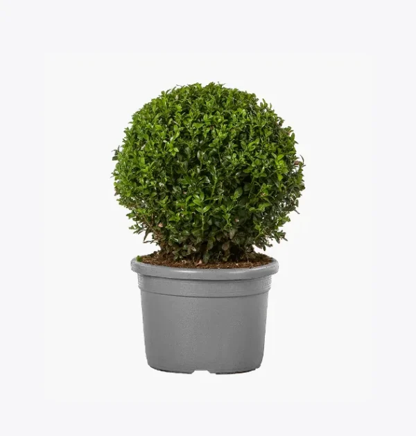 product-image-4_optimized Demo