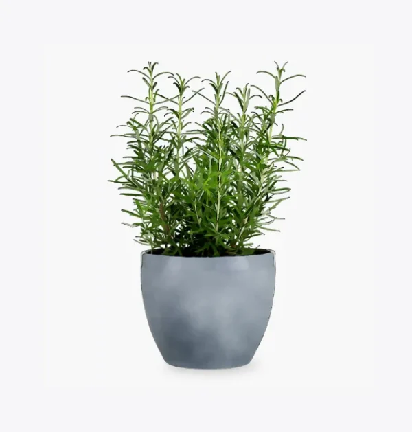 product-image-5_optimized Demo