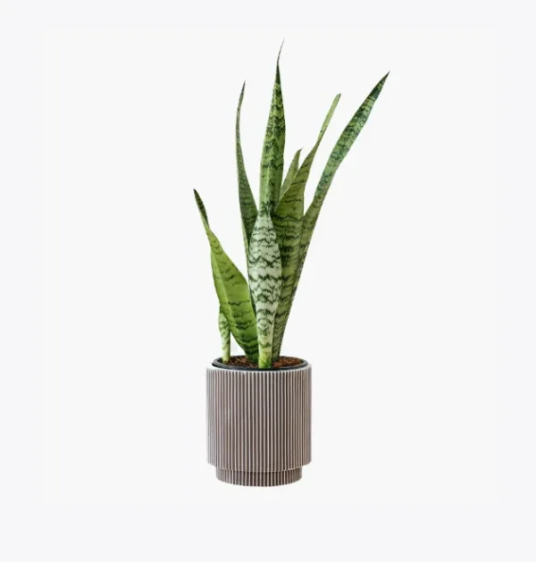 product-image-6_optimized Demo